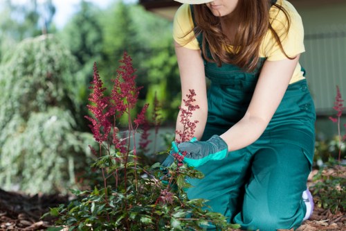 Neat hedge maintenance in a West London garden setting